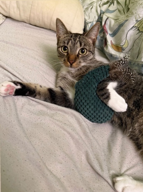 Kura Dla Pazura - Chloe