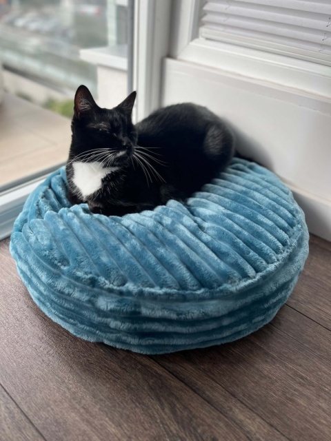 PurrComfort