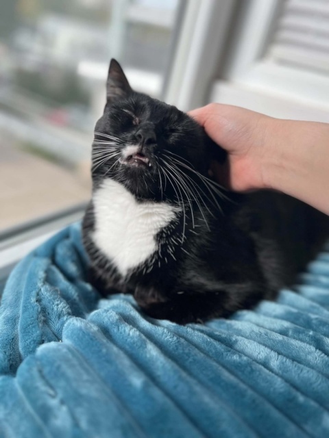 PurrComfort