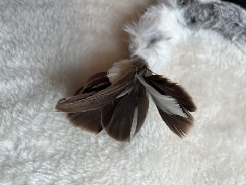 Pałeczka - Leśna Zdobycz